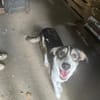 Astro