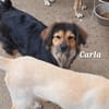 Carla