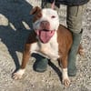 COSMO mix American Bully