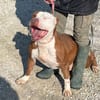 COSMO mix American Bully