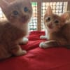 Dakar y honey