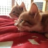 Dakar y honey