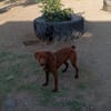 Rufo