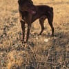 Rufo