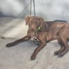 Rufo