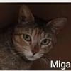 Miga
