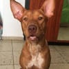 Musa