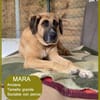 Mara