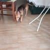Aitor