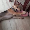Aitor