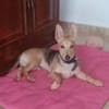 Aitor