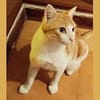 Dorito