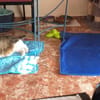 Nicolas