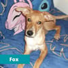 Fox