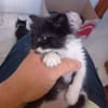 Bigotes