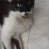 Bigotes