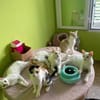 Limón, fresa, canela, trico y celeste