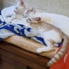 Limón, fresa, canela, trico y celeste
