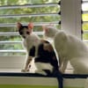 Limón, fresa, canela, trico y celeste
