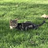 Choco y tigre