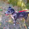 Silvina