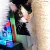 Pintitas