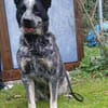 Treuer Karat sucht ein Zuhause