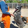 Treuer Karat sucht ein Zuhause