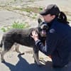Treuer Karat sucht ein Zuhause