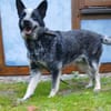 Treuer Karat sucht ein Zuhause