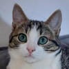 SONY-zuckersüße, verspielte Jung-Katze