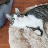 SONY-zuckersüße, verspielte Jung-Katze