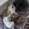 SONY-zuckersüße, verspielte Jung-Katze