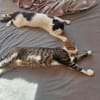 SONY-zuckersüße, verspielte Jung-Katze