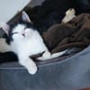 CHER-süße, verspielte Jung-Katze