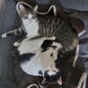 CHER-süße, verspielte Jung-Katze