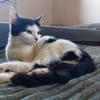 CHER-süße, verspielte Jung-Katze