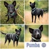 PUMBA * gelehriger aktiver Sportstyp