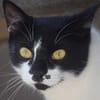 PAM-ruhige Katze, liebt Hunde