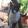 PAM-ruhige Katze, liebt Hunde