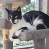 PAM-ruhige Katze, liebt Hunde