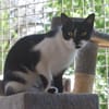 PAM-ruhige Katze, liebt Hunde