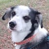Jule sucht dringend ein Zuhause