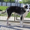 Jule sucht dringend ein Zuhause