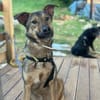 clevere Frida, Tierschutzhündin sucht