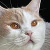 TEDDY -in 50969 Köln sucht neues Zuhause