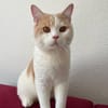 TEDDY -in 50969 Köln sucht neues Zuhause