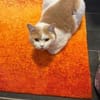 TEDDY -in 50969 Köln sucht neues Zuhause