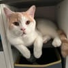 TEDDY -in 50969 Köln sucht neues Zuhause