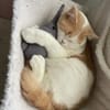 TEDDY -in 50969 Köln sucht neues Zuhause